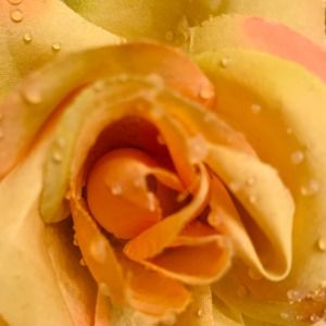 Meet your Posher, Melinda